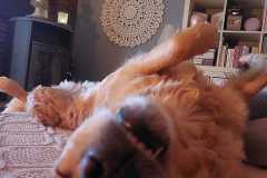 IMG-20250317-WA0016